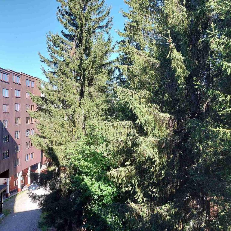 Studio 3 pers, animaux acceptés, au centre des Arcs 1800 - FR-1-411-158 - Studio - 5