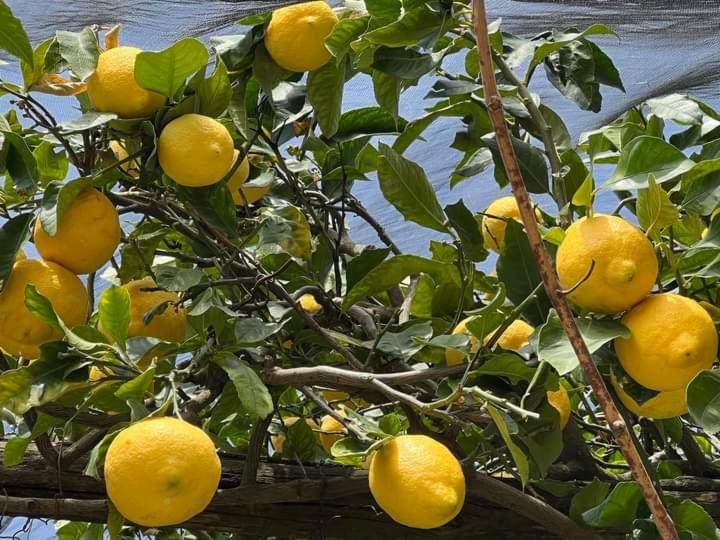 Limone apartmani Niš - Apartman sa 1 Spavaćom Sobom - 23