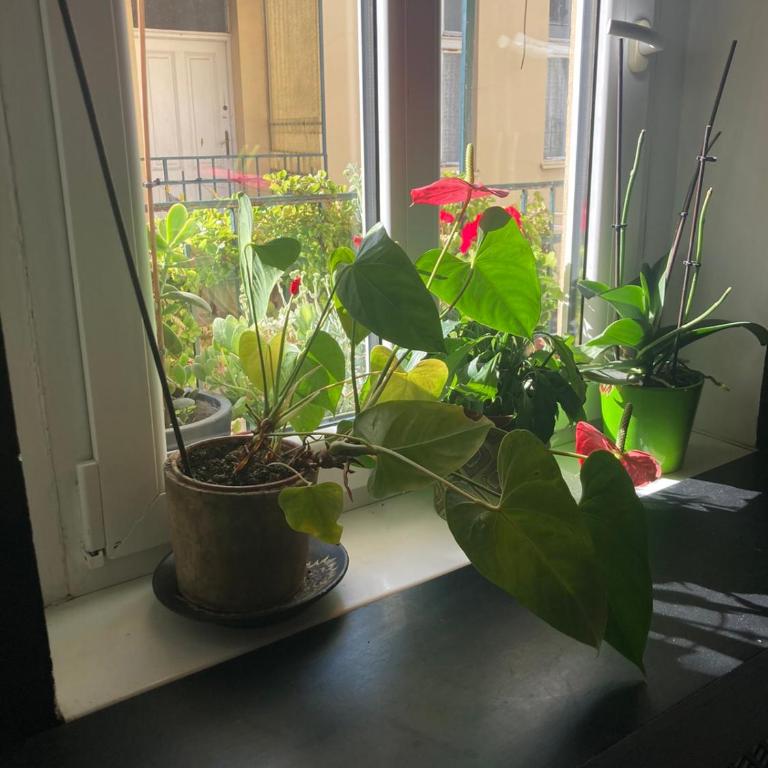 Oaza 26 deo 2 - Apartman sa 1 Spavaćom Sobom - 10