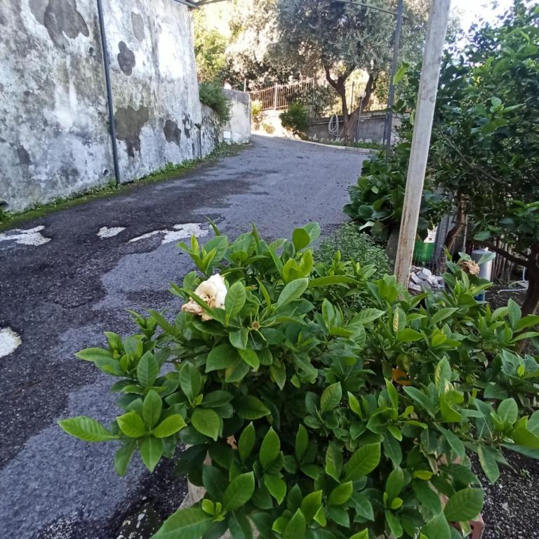 La Terrazza Quisisana Sorrento Coast - Casa con 2 Camere da Letto - 55