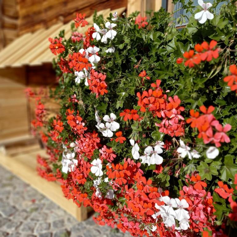 Almchalet Schuster - Chalet con 2 Camere da Letto - 9