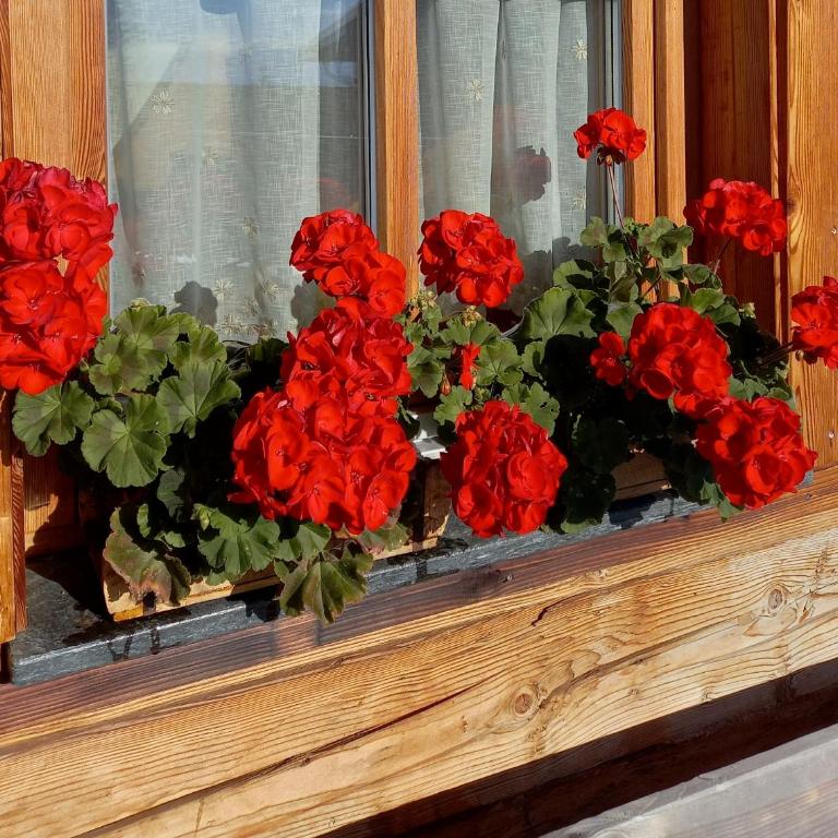Almchalet Schuster - Chalet con 2 Camere da Letto - 19