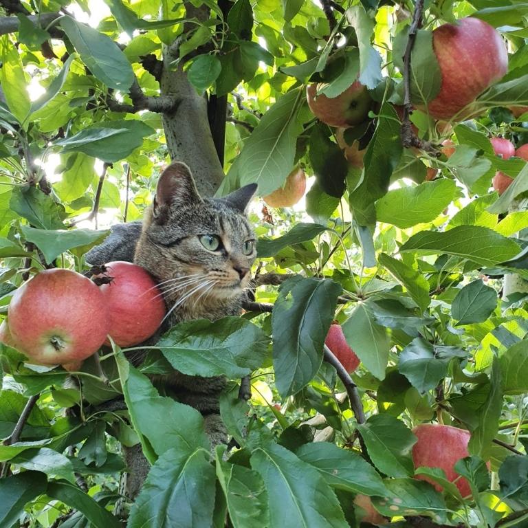 Mareinhof Vetzan-Apples,apartments&more - Appartamento con 2 Camere da Letto - 33