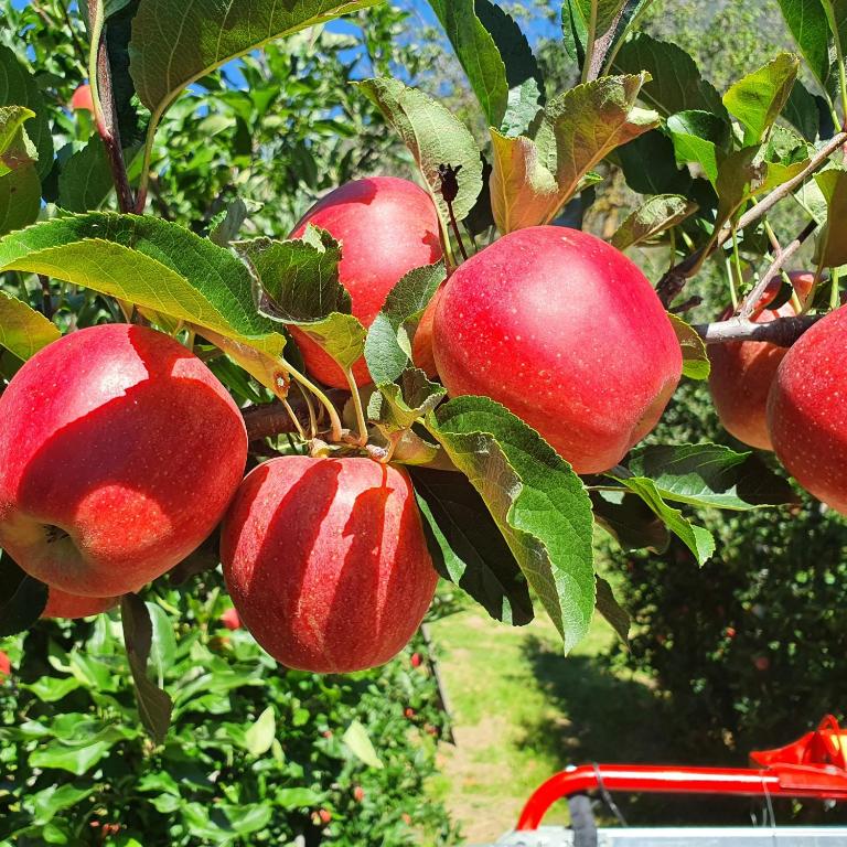 Mareinhof Vetzan-Apples,apartments&more - Appartamento con 2 Camere da Letto - 36