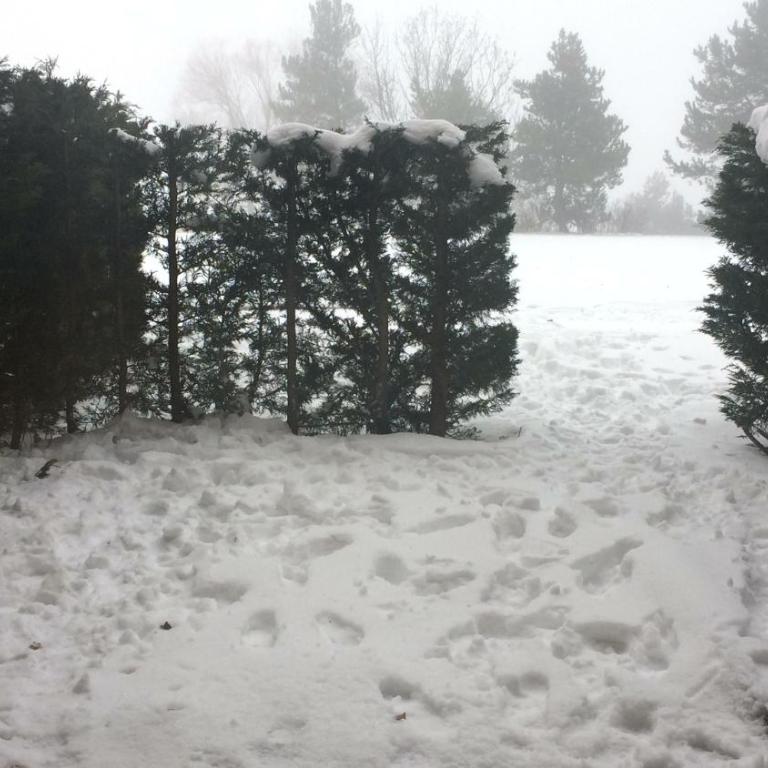 Le Jardin de Font Romeu - Appartement - Rez-de-Chaussée - 29