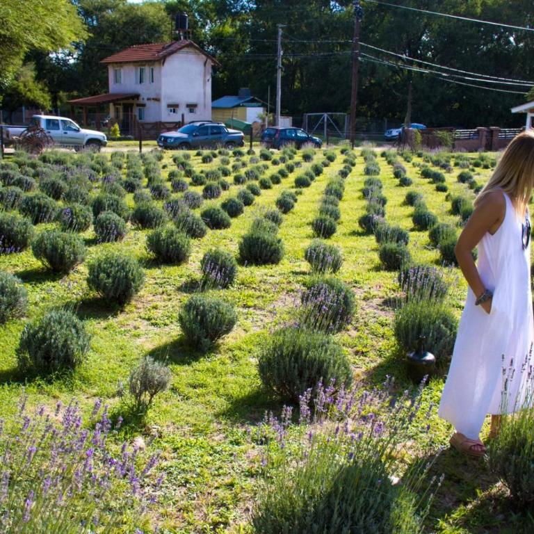Die Lavendel Chalet - Casa de 2 dormitorios - 21