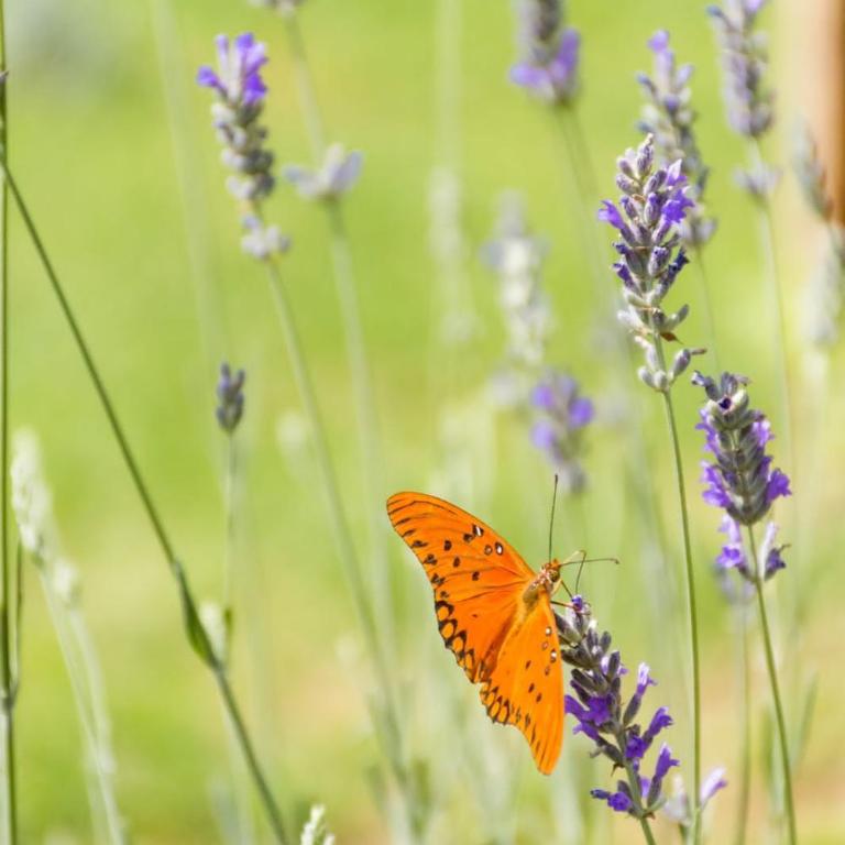 Die Lavendel Chalet - Casa de 2 dormitorios - 20
