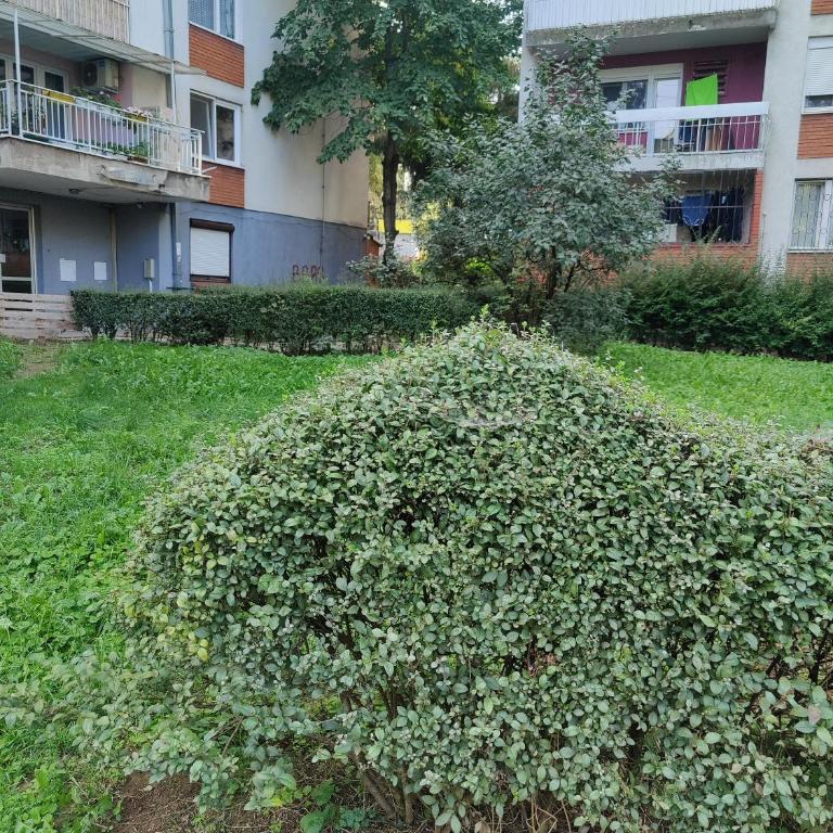 Apartment Miljakovac - Apartman - 30