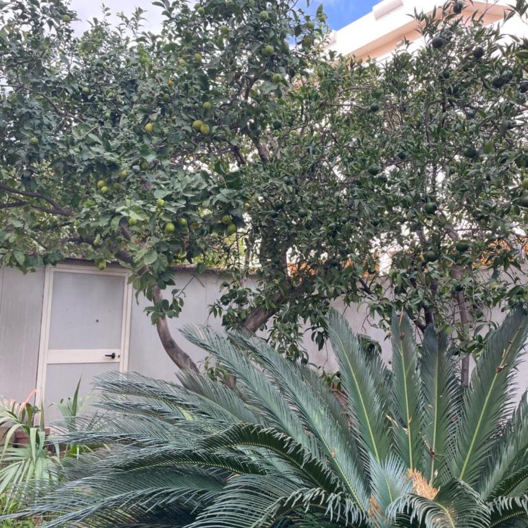 Tangerine Tree House - Two-Bedroom Apartment - 18