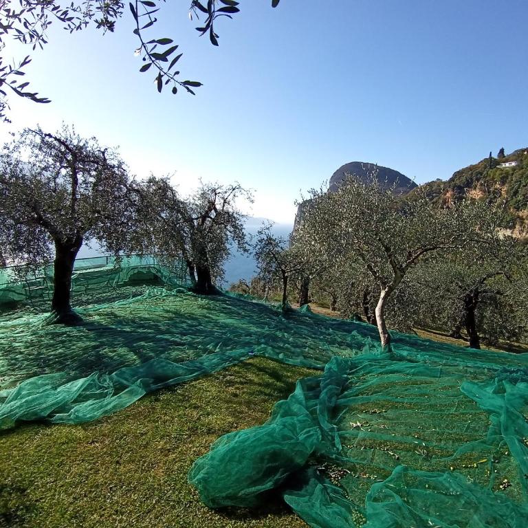 Casetta delle olive - Casa con 1 Camera da Letto - 2