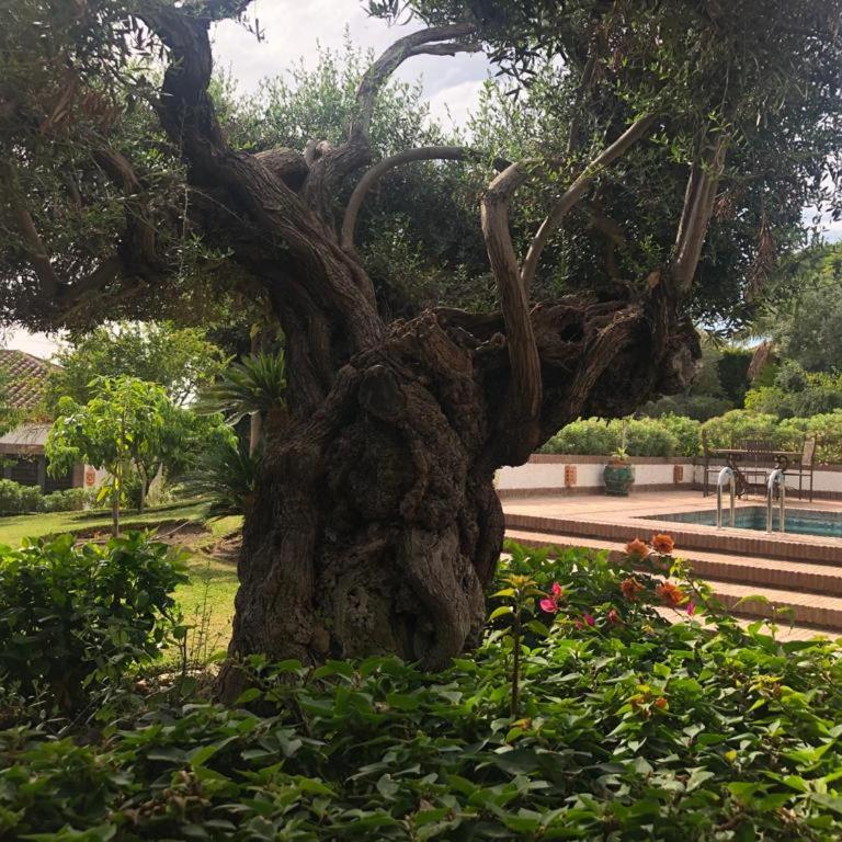 Authentic Andalucia - Villa - 43