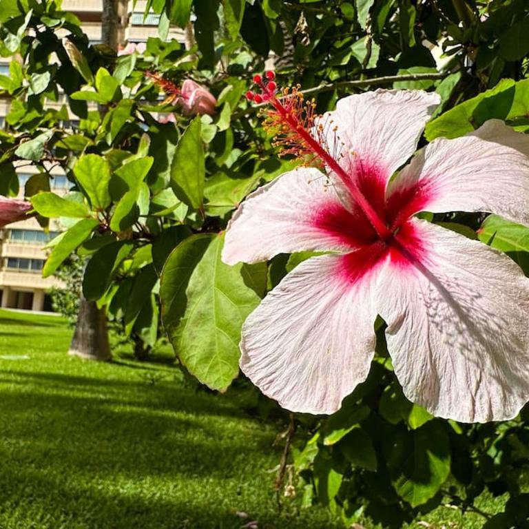 Apto. Tobago, vistas y urbanización de ensueño - Apartamento de 3 dormitorios - 43