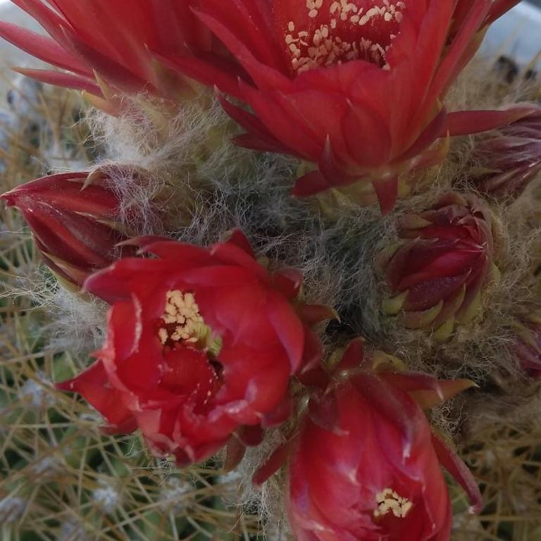 Los Cactus - Casa de 2 dormitorios - 2