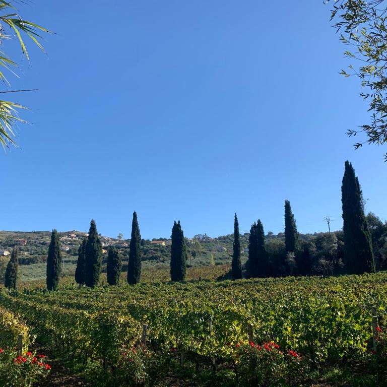 Villa Claudia - casa vacanze - Four-Bedroom House - 32