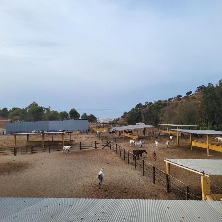 Finca palmers - Casa de 4 dormitorios - 19