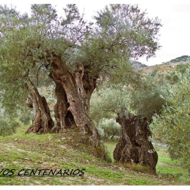 Villa Montiel - Casa - 20