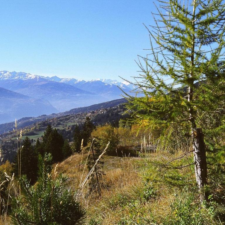 Apartment Eglantine with stunning views of the Valais Peaks - Apartment mit 1 Schlafzimmer - 45