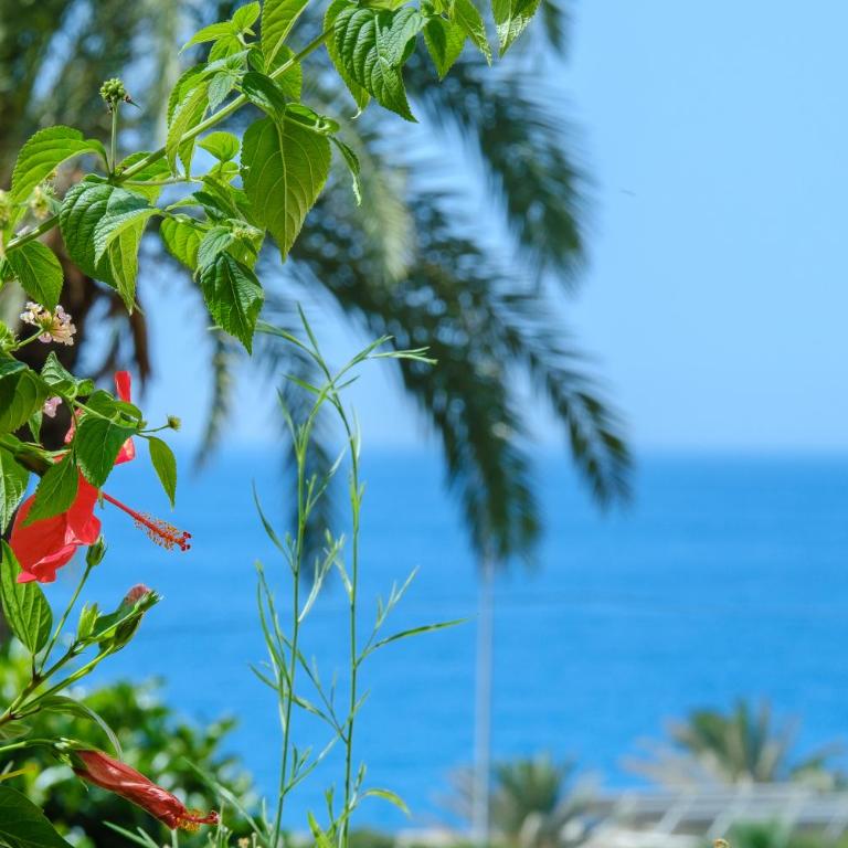 Beautiful Torreoceano 92, pool, beach Access - Apartamento - 23