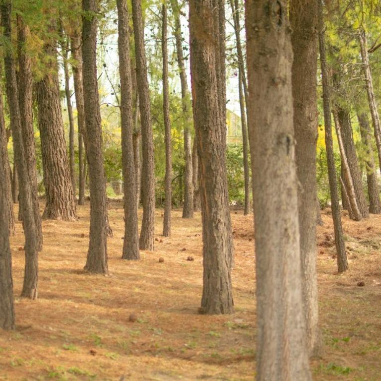 El Pinar Suizo - Chalet - 13