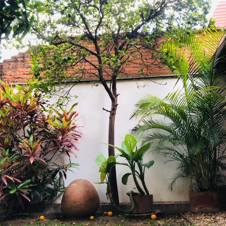 Los Nardos Hostel -pet friendly- - Standard Double Room - 13