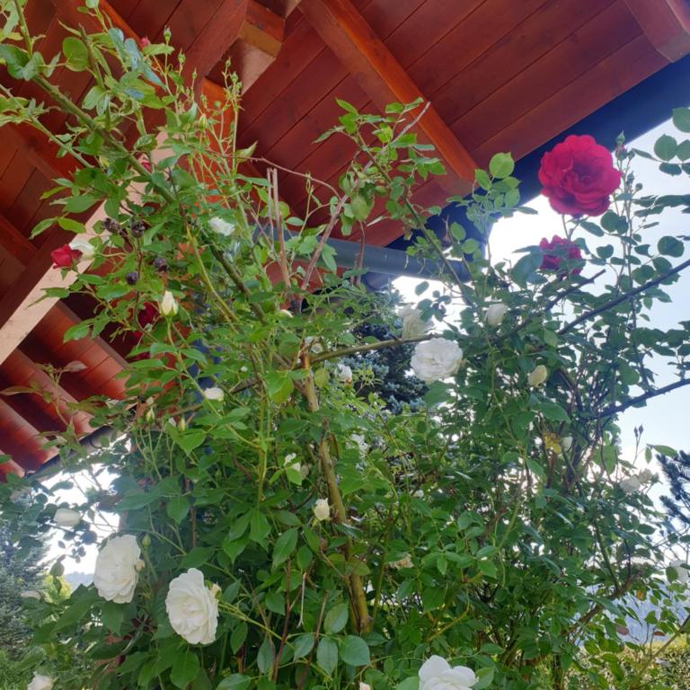 Ganzes Haus mit viel Platz für Familie und Freunde - Haus mit 4 Schlafzimmern - 23