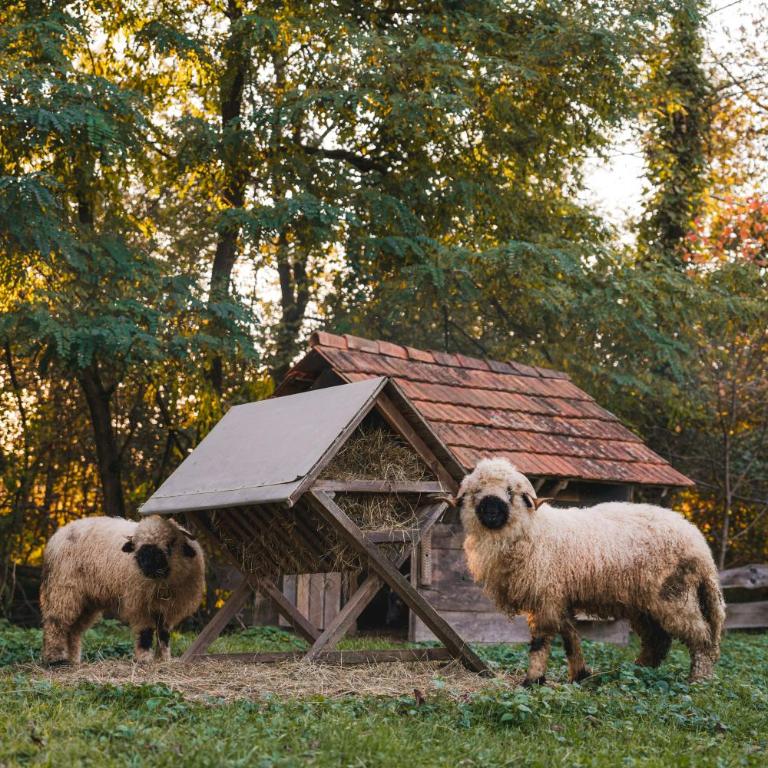 Monschein Weingut Straden - Doppelzimmer mit Gartenblick - 11