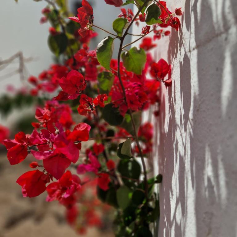 Casa Vivi Fuerteventura - One-Bedroom Apartment - 25