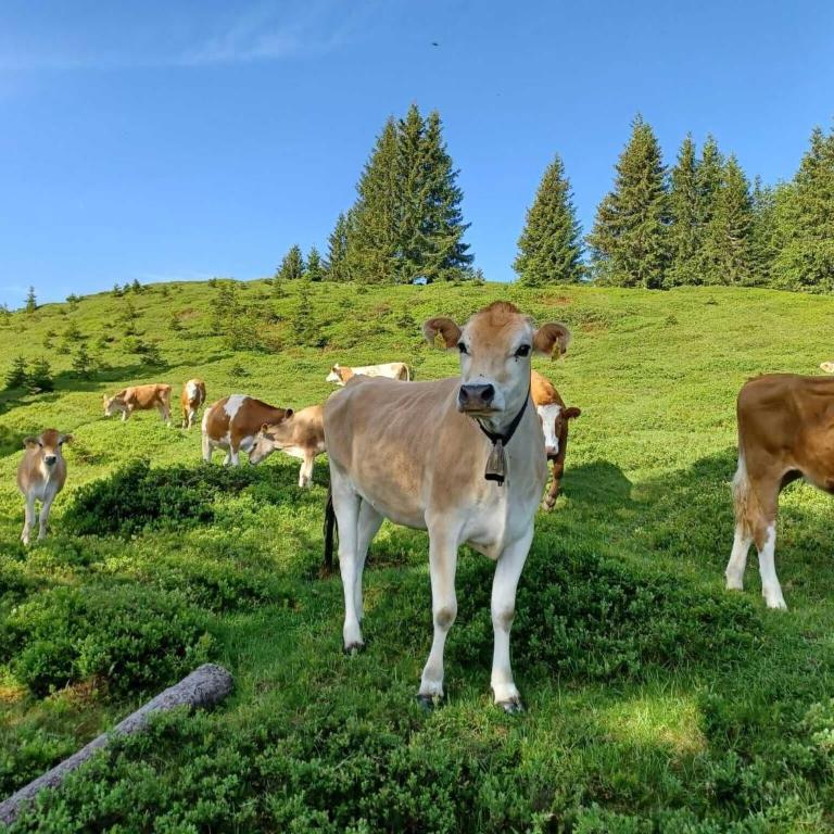 Holiday on an organic farm near ski slopes - Appartement 2 Chambres - 22
