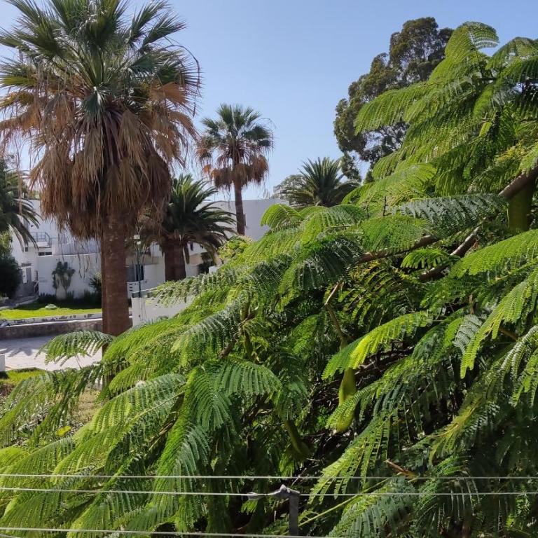 Marysol - Lovely studio Tenerife sur - Estudio con vistas al jardín - 12