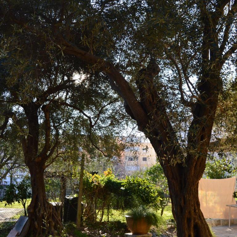 Vila Maslina Guesthouse - Twin Room with Terrace - 5