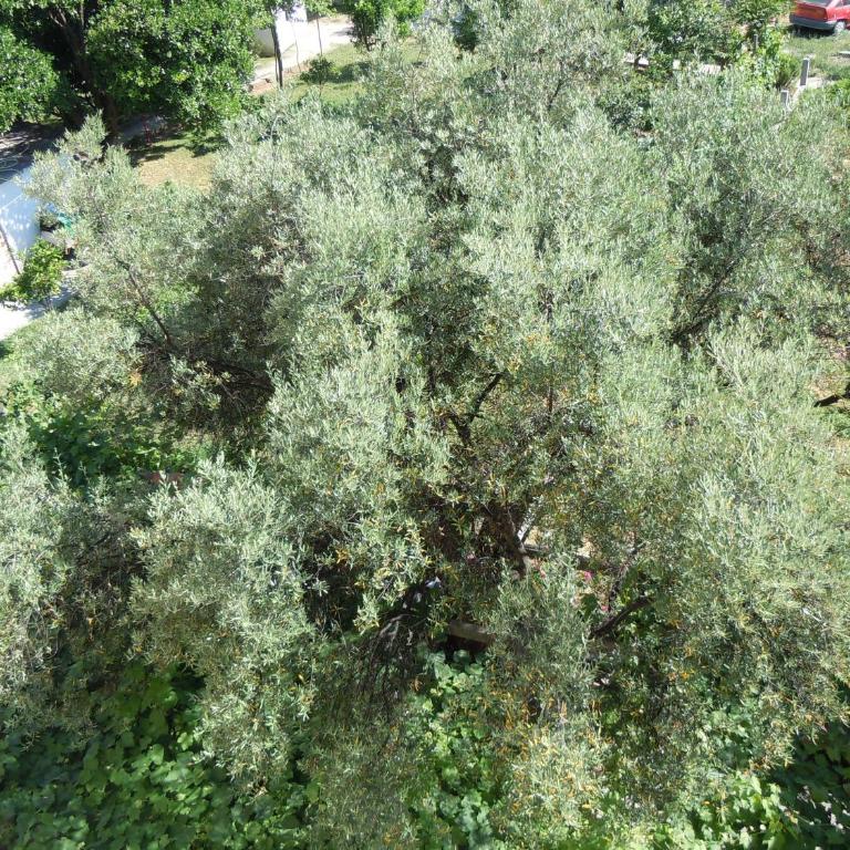 Vila Maslina Guesthouse - Single Room - 5