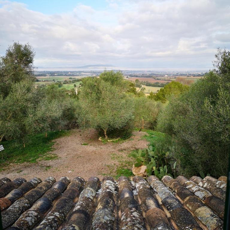 Son Vell. Mallorca. Casa amb piscina ecològica. - Casa de 5 dormitorios - 51
