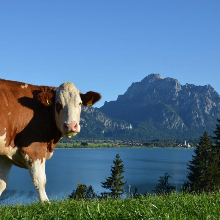 Salenberghof Ferienwohnung Bergsee - Appartamento con Vista Lago - 15