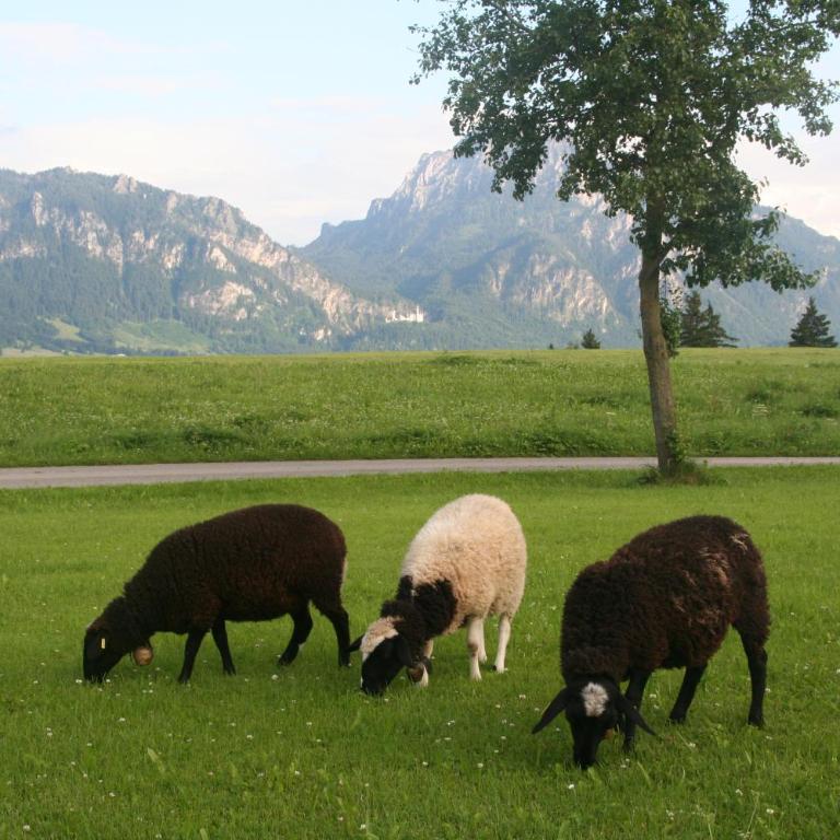 Salenberghof Ferienwohnung Traumblick - Appartamento con Vista Lago - 15