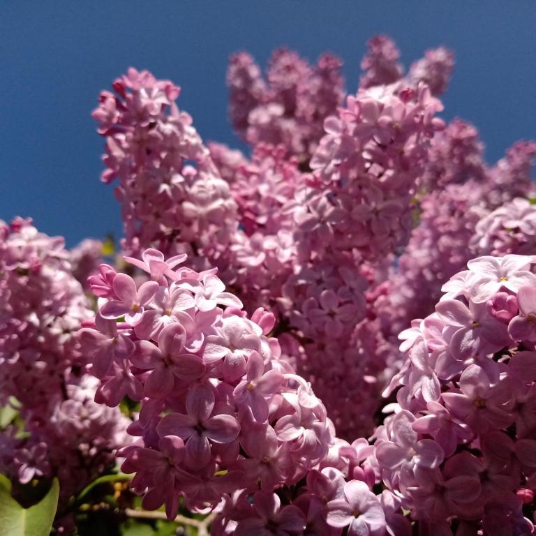 Cabaña Las Lilas - Cabaña con vistas al jardín - 3