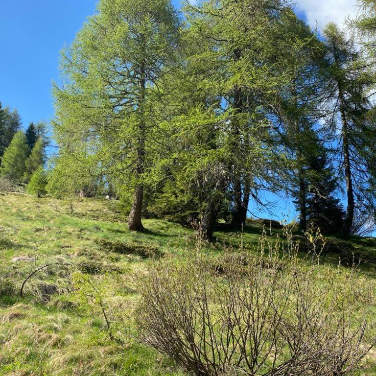 Il nido dei gufi - Monolocale - 19