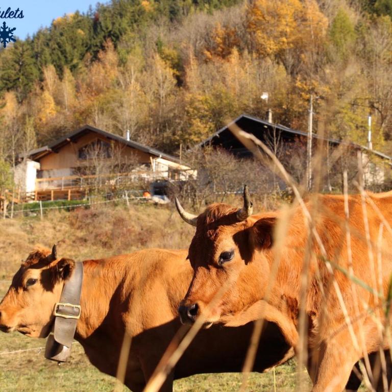 Le Chalet des Eulets - Appartement - Vue sur Jardin - 55