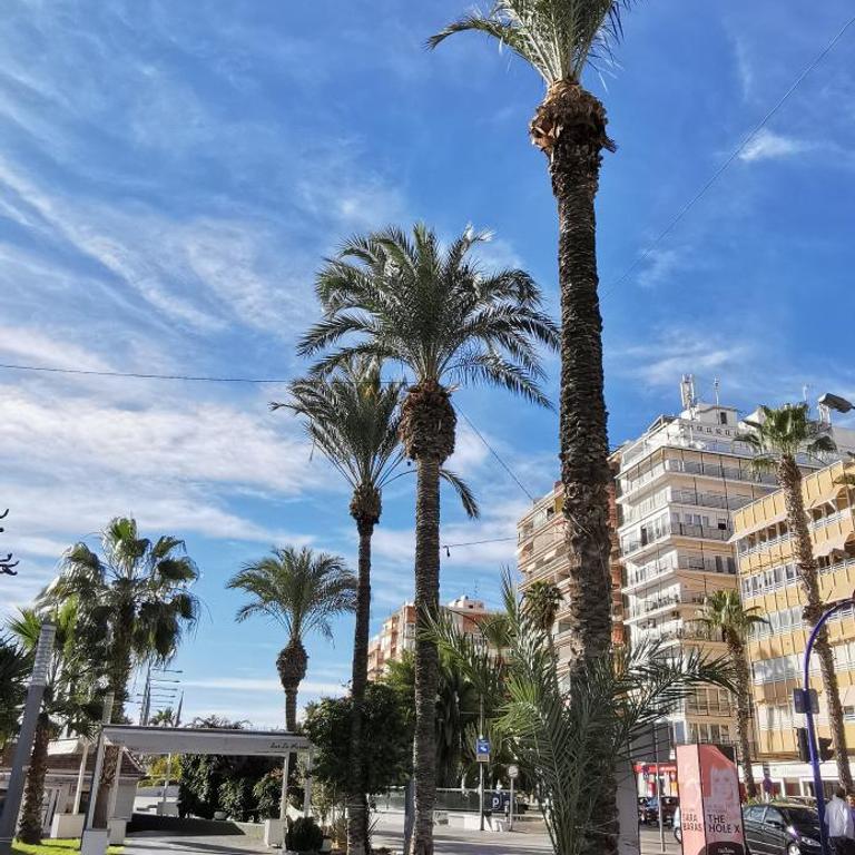 Apartament Torrevieja Playa Los Locos - Apartamento de 2 dormitorios - 55