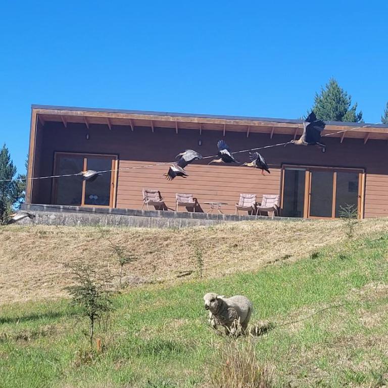 Turismo y Cabañas Dragon de La Patagonia - Apartamento de 1 dormitorio - 5