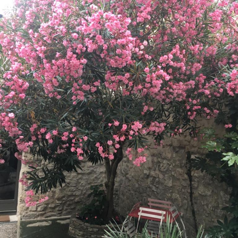 Petite maison sur jardin secret à 50 m de la Rue des teinturiers wifi gratuit - Apartment mit 2 Schlafzimmern - 27