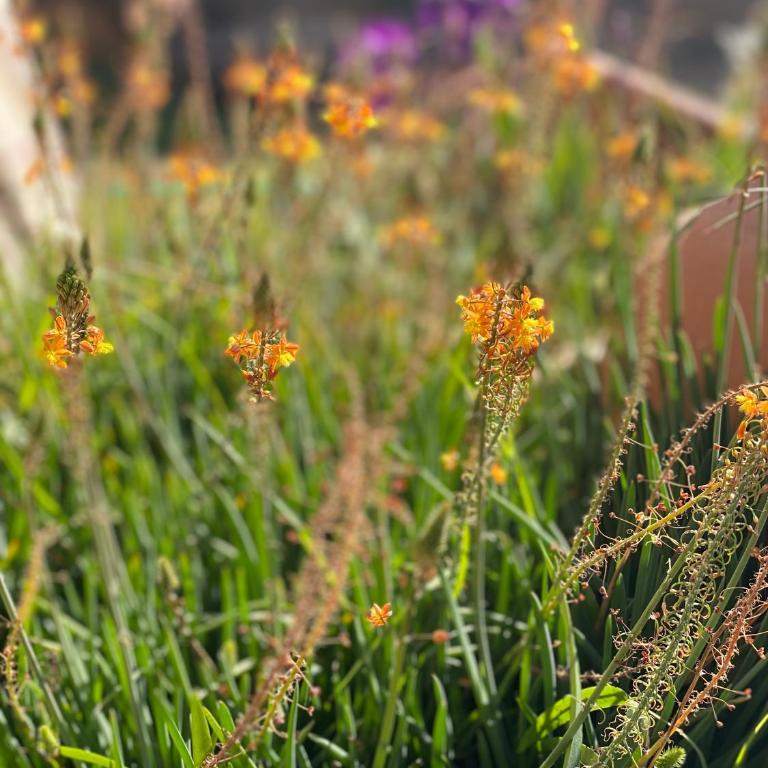 Agrippina - Suite with Lake View - 17