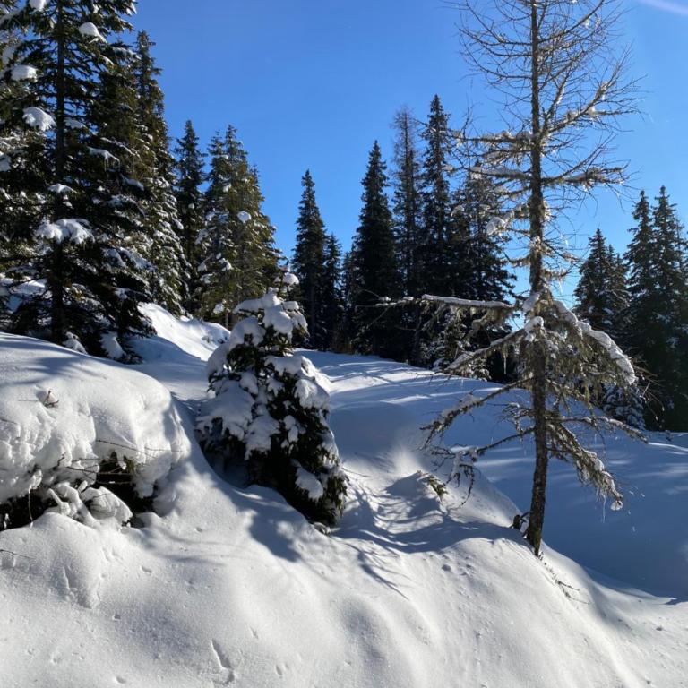 Jagdhütte - Superior Chalet - 69
