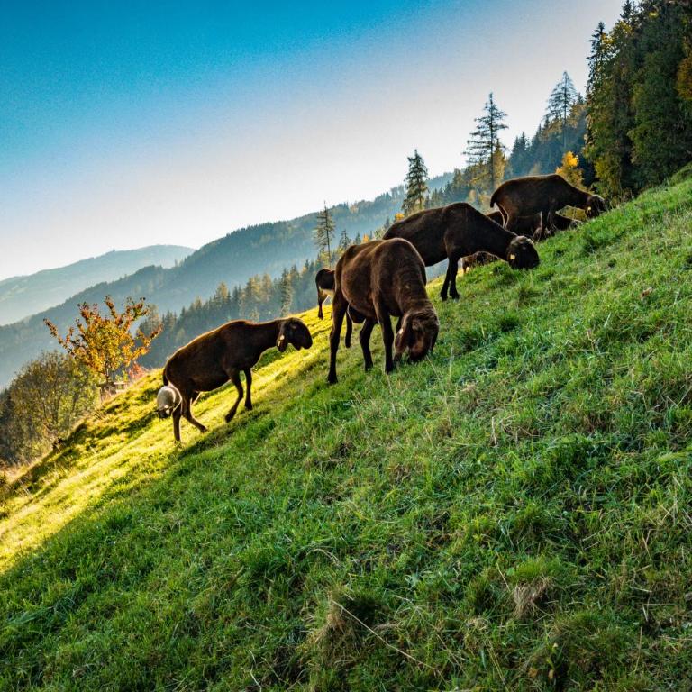 Ahornhütte - Ferienhaus - 17