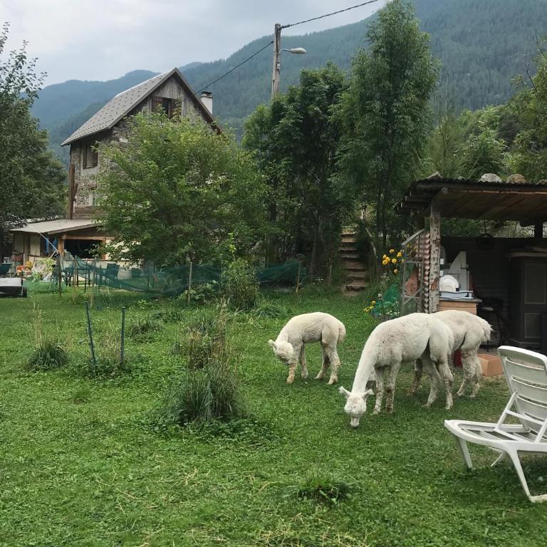 La Cérisole - Appartement - Vue sur Jardin - 7