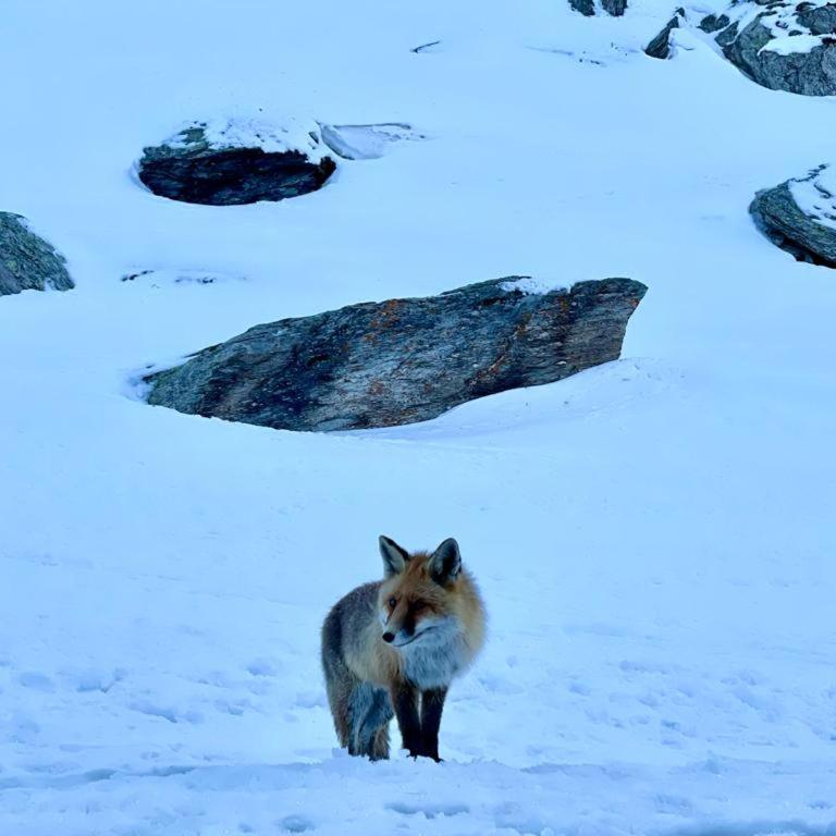 BOUQUE GEORGEOLINE - Studio - 17