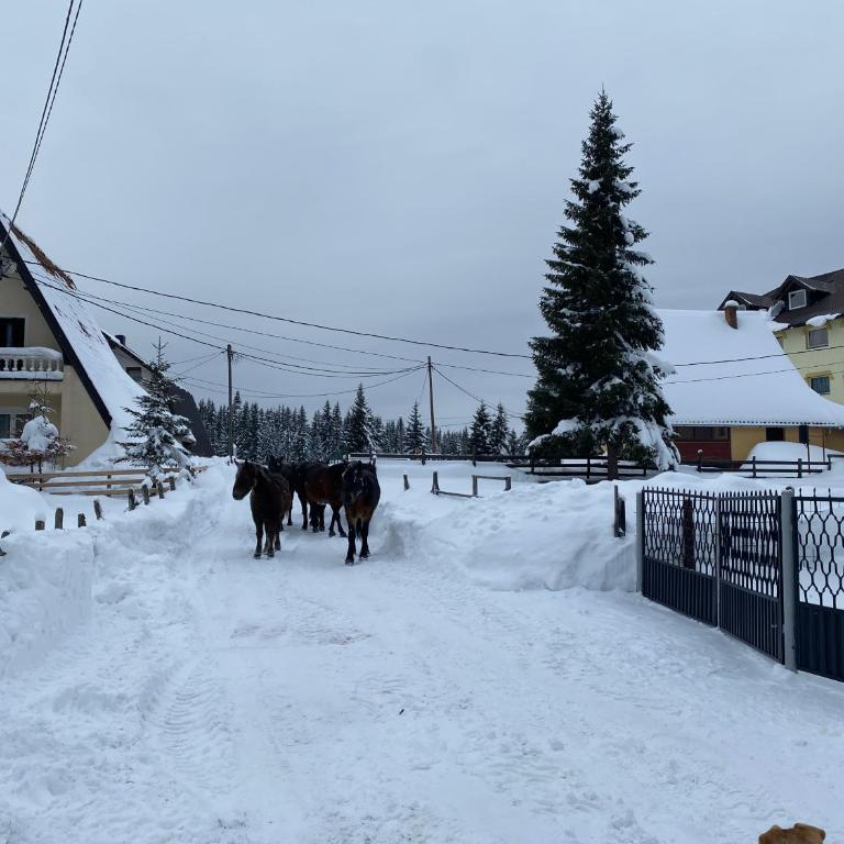 Šumski raj Jahorina - Apartman - Prizemlje - 16