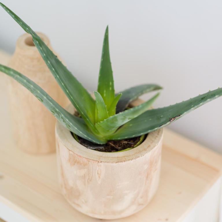 Arena y Calma Jandia con aire acondicionado - Apartamento de 1 dormitorio - 33