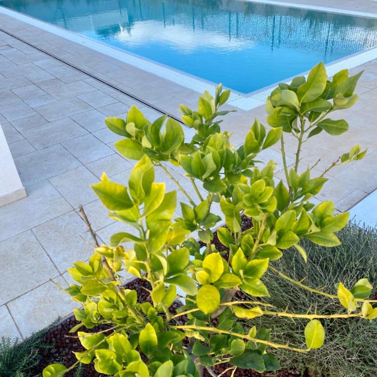 Allegria Pool House - Puglia Mia Apartments - Appartamento con 1 Camera da Letto - 10