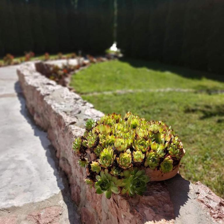 Apartmani Milicevic Zlatibor - Apartman sa 1 Spavaćom Sobom - 9