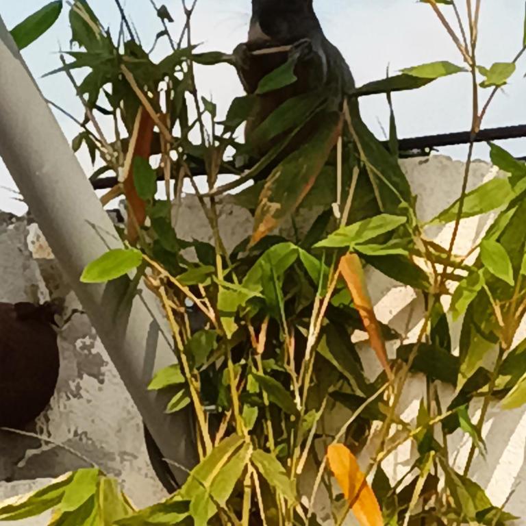 PentHouse con Roof Garden Privado Aeropuerto CDMX - Apartamento de 2 dormitorios - 28
